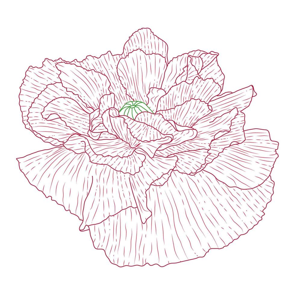fleurs de pavot de californie dessinées et croquis avec dessin au trait sur fond blanc. vecteur