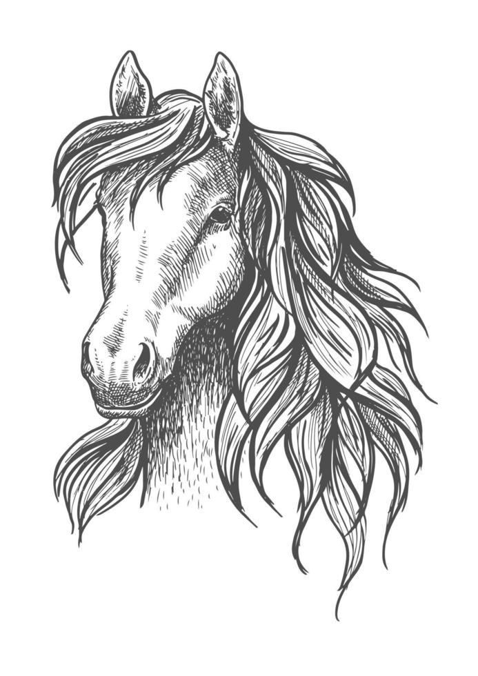 croquis de tête de jeune cheval avec crinière ondulée vecteur