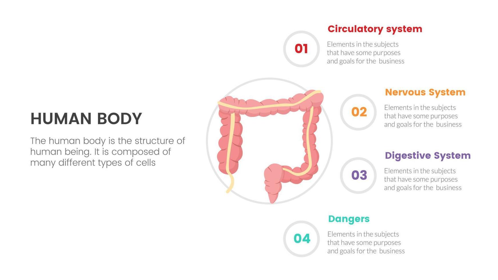 concept d'infographie de l'anatomie humaine de l'intestin intestinal pour la présentation de diapositives avec des informations sur les données de la liste en 4 points vecteur