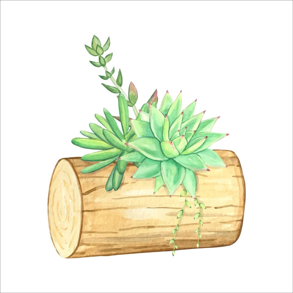 succulentes dans une jardinière en bois naturel. illustration