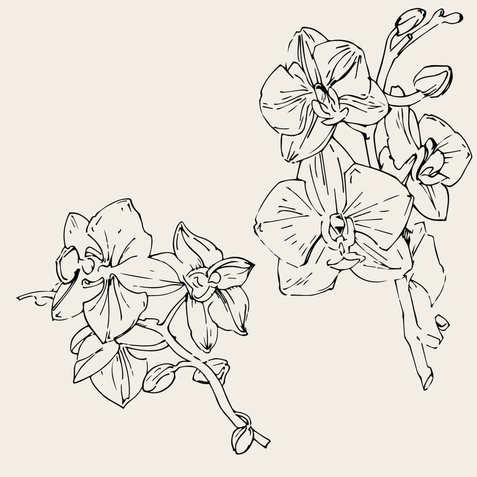 fleur de vecteur d'orchidée. illustration d'encre isolée.