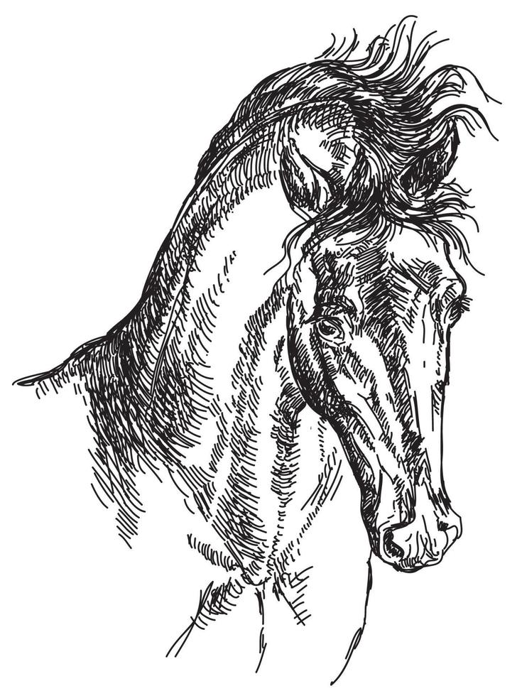 illustration de dessin à la main de cheval arabe en vecteur