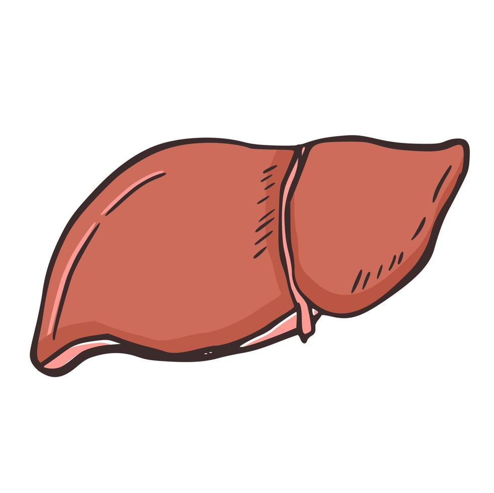 organe du foie anatomie humaine illustration icône élément de vecteur