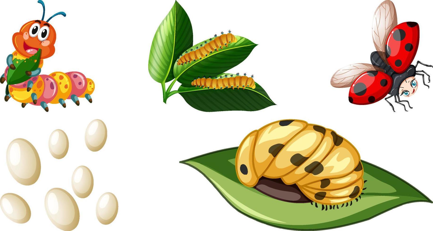 ensemble de différents types d'insectes vecteur