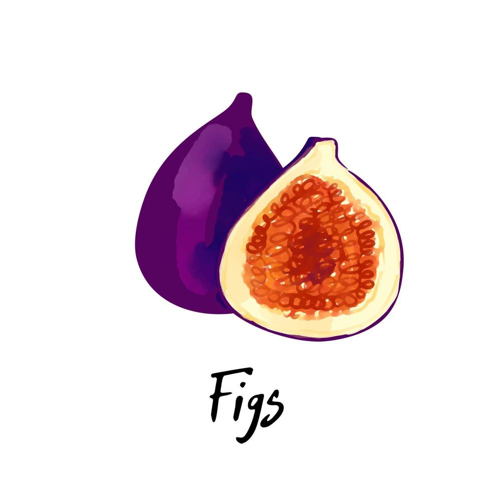 Illustration d'une figues isolé sur fond blanc vecteur