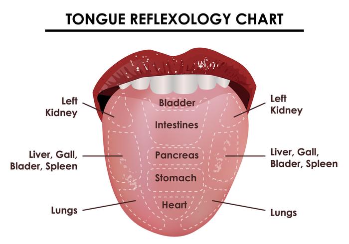 Graphique de réflexologie de la langue vecteur