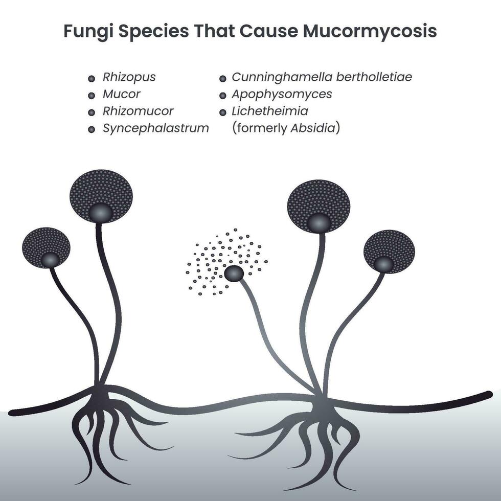 champignons qui causent des infections à mucormycose graphique d'illustration vectorielle vecteur