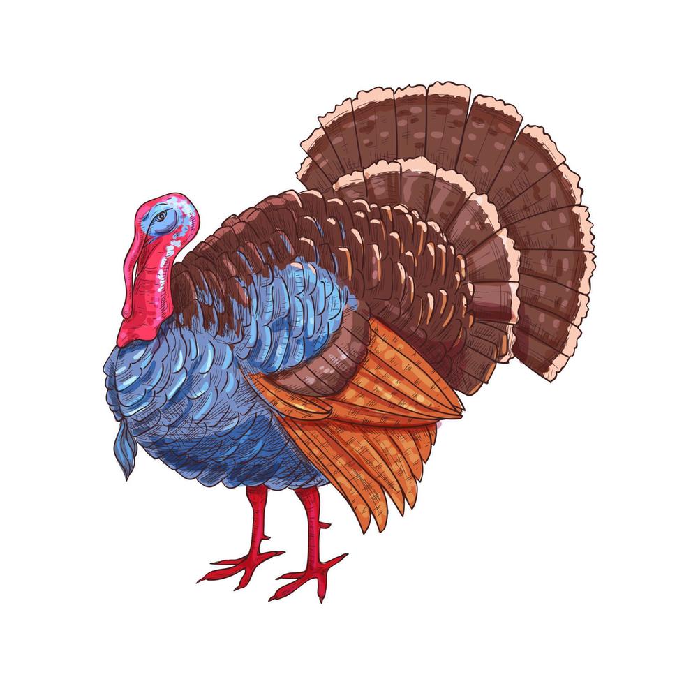 croquis de couleur de vecteur de dinde isolée de thanksgiving