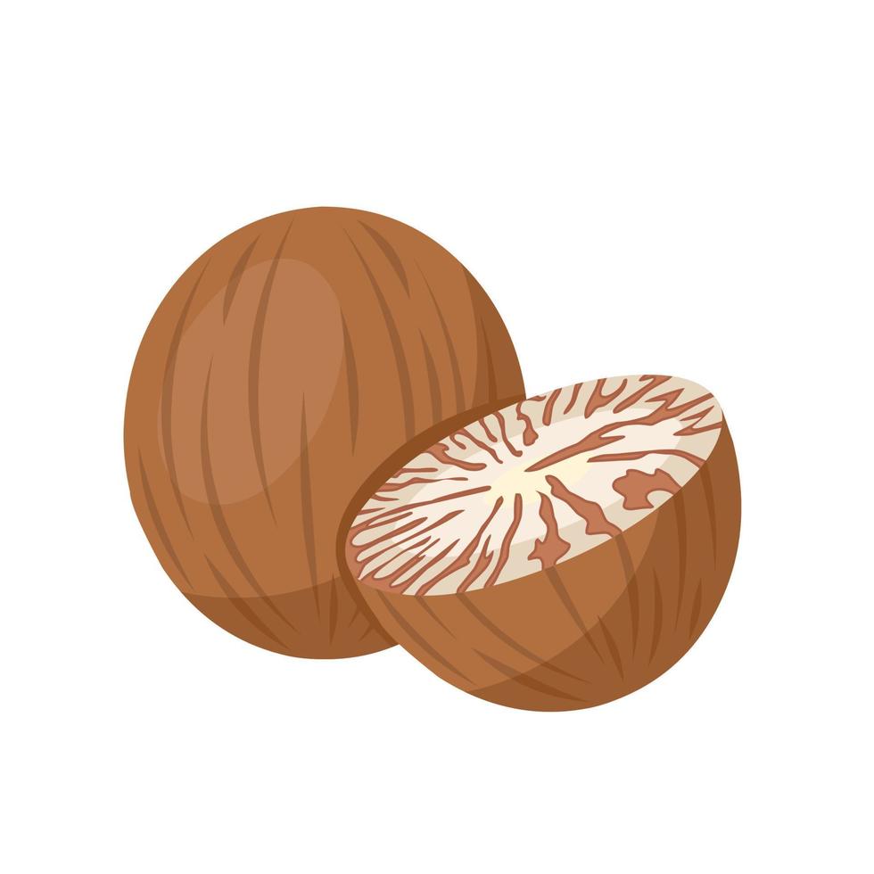 illustration vectorielle, noix de bétel séchée, également connue sous le nom de noix d'arec, nom scientifique areca catechu, isolée sur fond blanc. vecteur