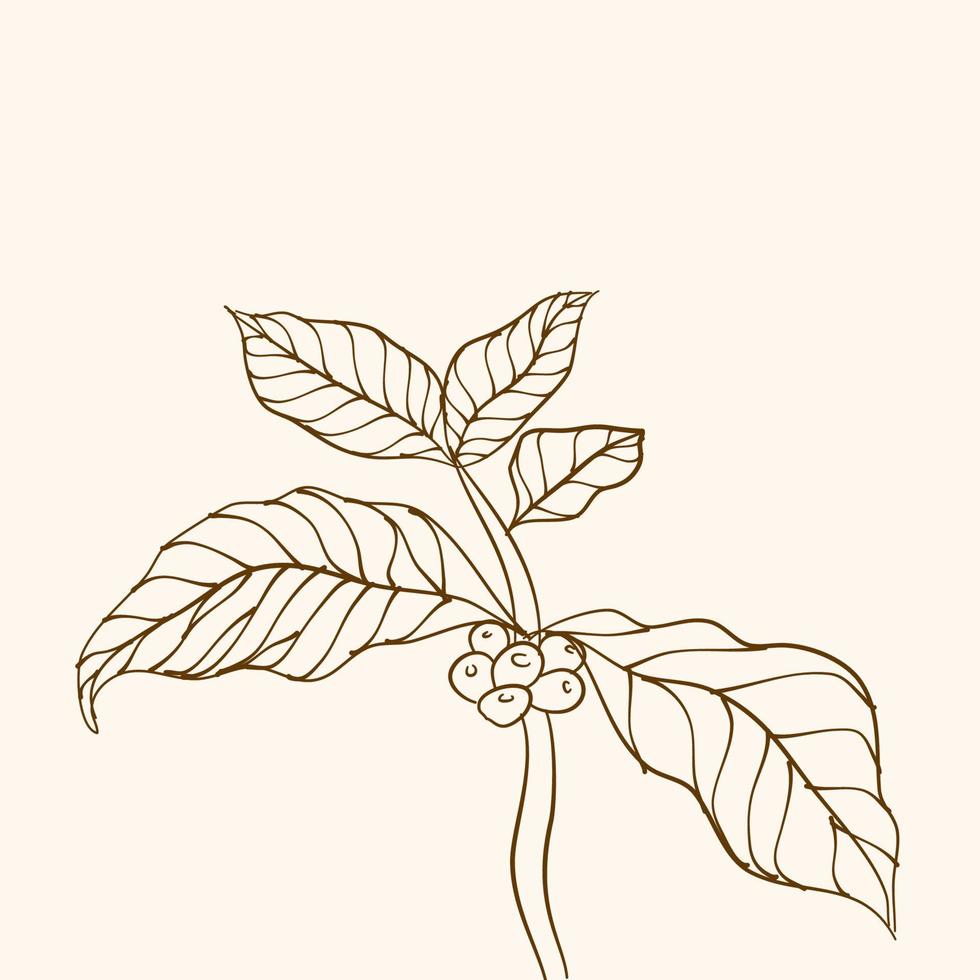 branche de caféier avec feuille. branche de café dessinée à la main. grains de café et feuilles. illustration d'arbre. caféier. vecteur de caféier. illustration vectorielle de branche de café. branche avec des feuilles.