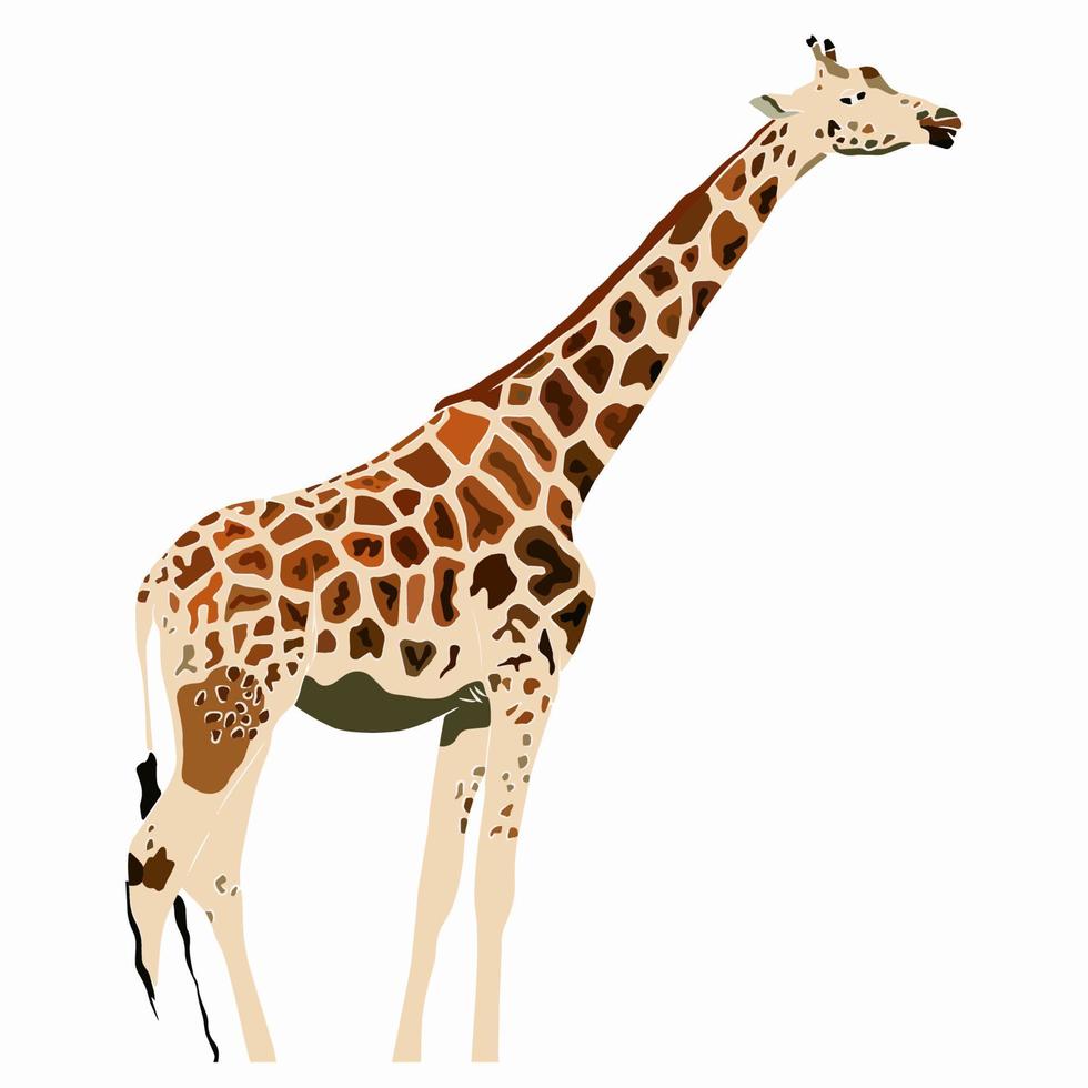 c'est une belle photo de girafe. vecteur