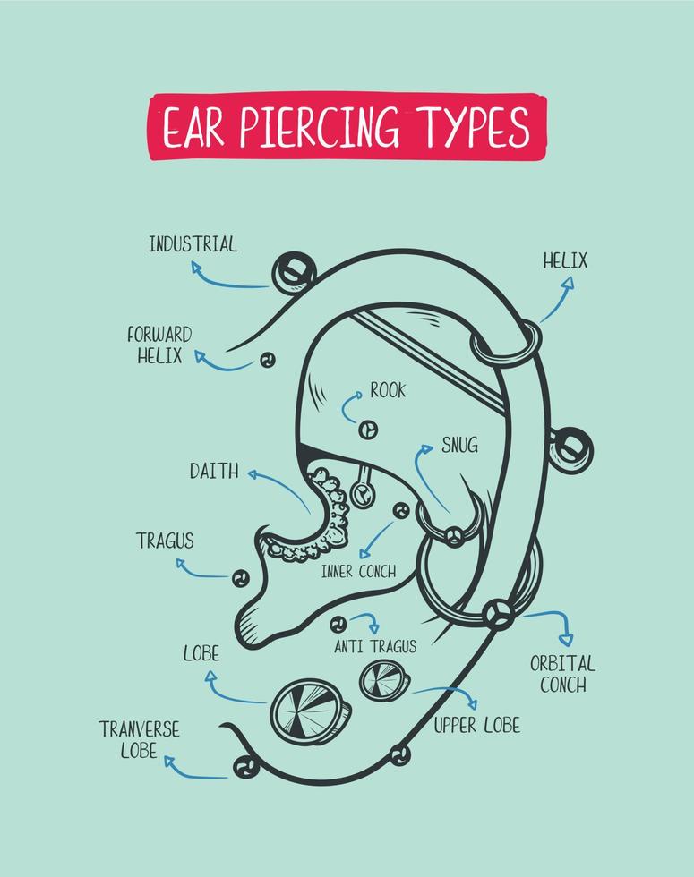 schéma de perçage des oreilles. Top différents types de positions tendance pour le perçage des oreilles vecteur