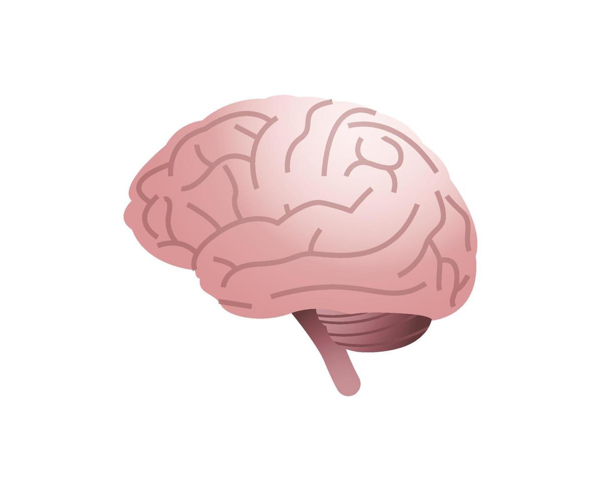 cerveau anatomique d'organe interne humain et illustration vectorielle plane de concept médical de cerveau humain. vecteur