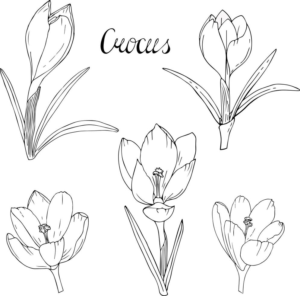 contour de fleurs de crocus. ensemble de crocus de fleurs noires blanches. fleurs de printemps vecteur