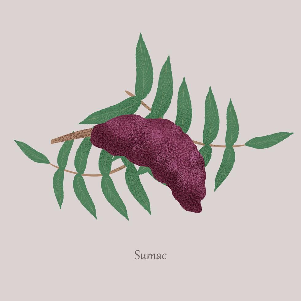 sumac, baies de rhus glabra sur une branche avec des feuilles vertes sur fond gris. vecteur