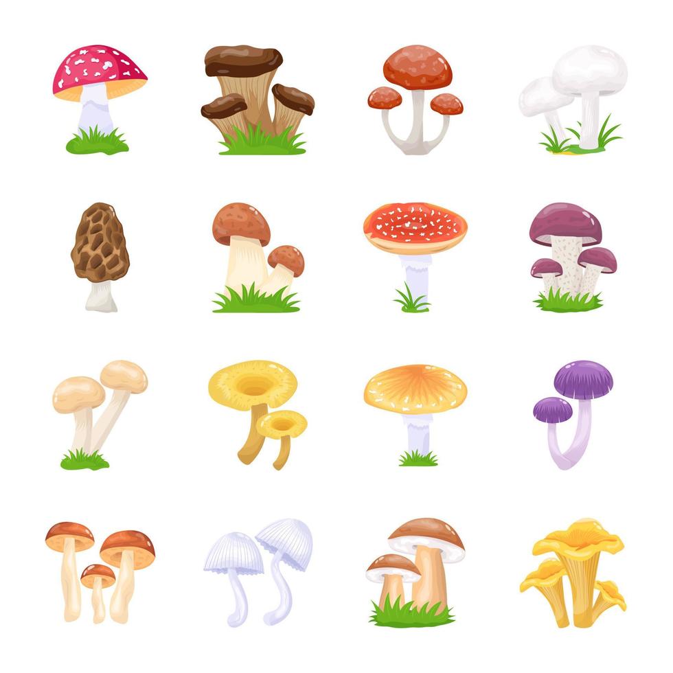 illustrations plates de champignons vecteur