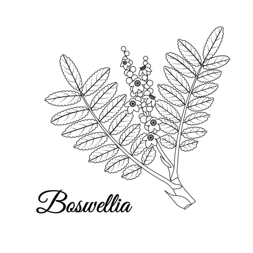 croquis de boswellia ou d'encens. branche d'arbre à encens avec feuilles et fleurs isolées sur fond blanc. phytothérapie ayurvédique et aromathérapie et cosmétique. illustration vectorielle. vecteur