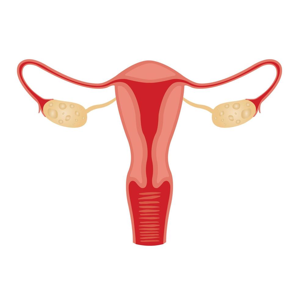 illustration du système reproducteur féminin. anatomie humaine vecteur