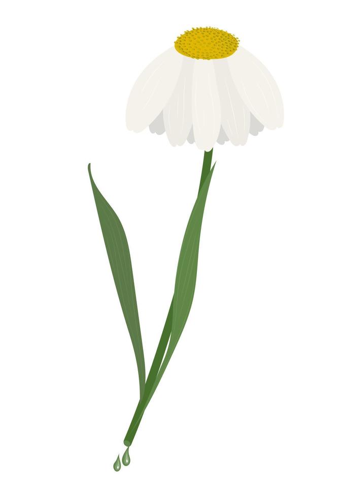 illustration de vecteur de fleur de marguerite coupée isolée sur fond blanc