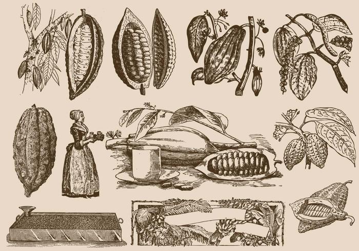 Haricots De Cacao Et Processus vecteur