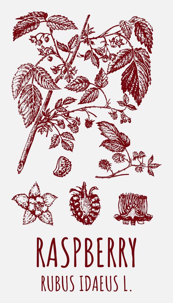 dessins vectoriels de framboise. illustration dessinée à la main. nom latin rubus idaeus l. vecteur