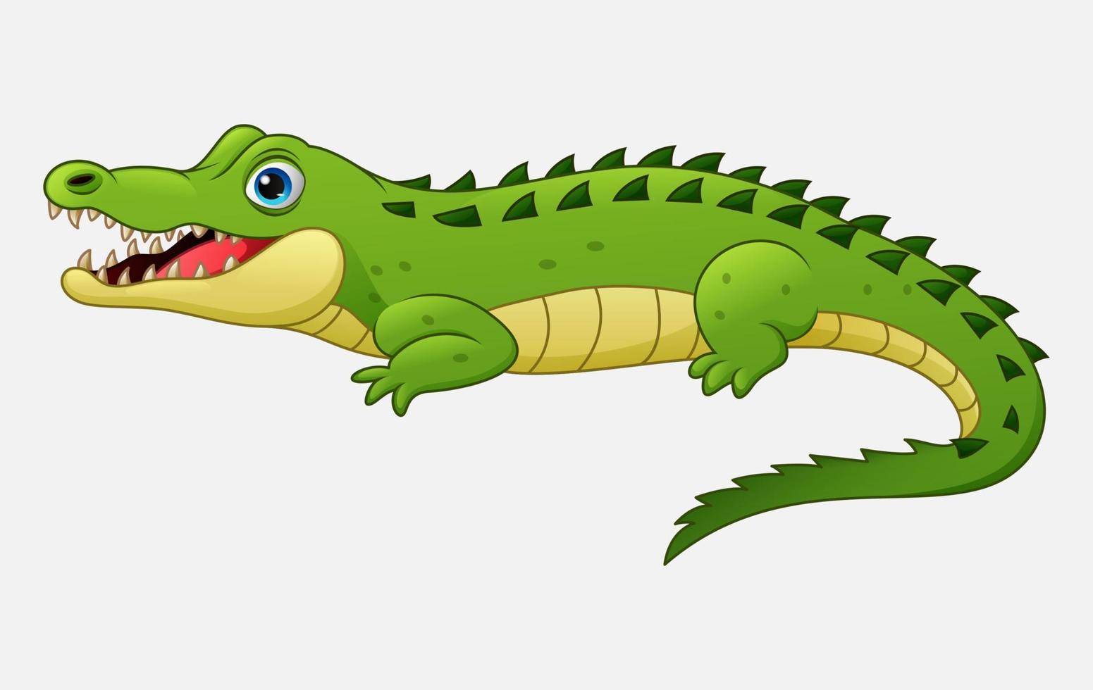 Crocodile de dessin animé isolé sur fond blanc vecteur