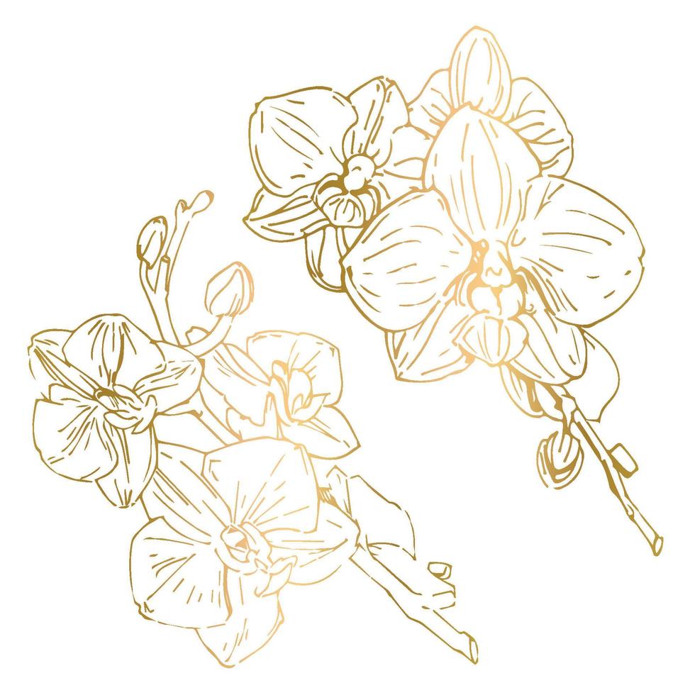 fleur de vecteur d'orchidée. illustration d'encre isolée.