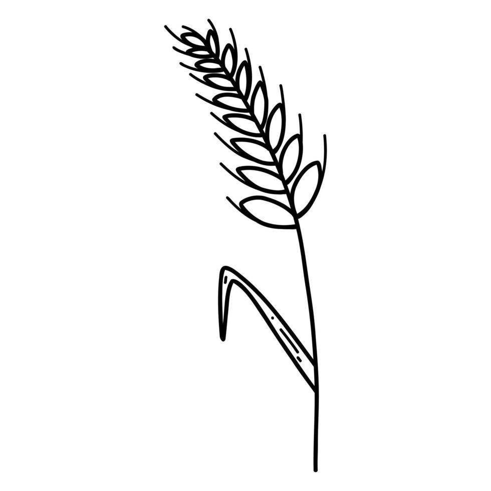 épillet d'oreille de blé avec des grains de style doodle. illustration de la ligne vectorielle de la tige de céréales, de l'oreille de seigle, de la nourriture végétarienne biologique pour la boulangerie, la production de farine ou la conception d'emballages vecteur
