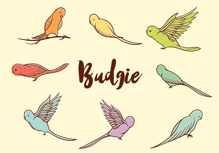 Vecteur Budgie gratuit