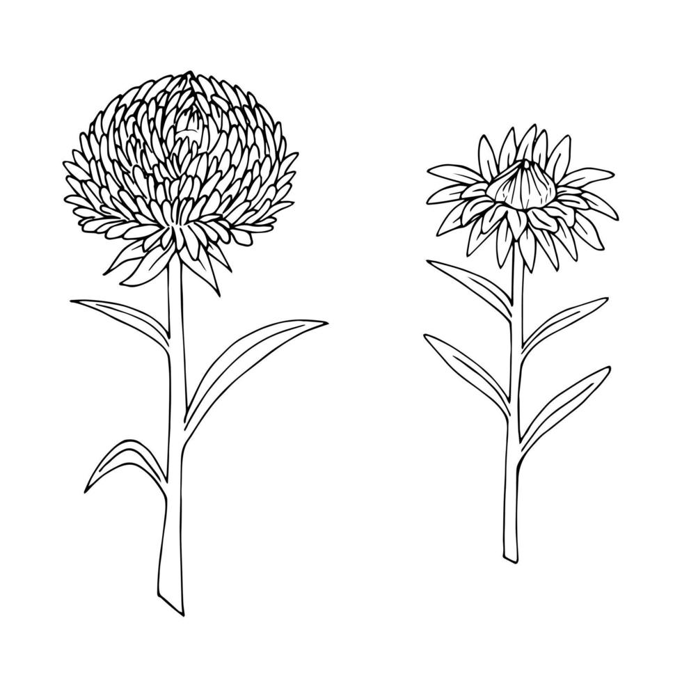 fleur d'aster en noir et blanc. style de griffonnage. image vectorielle. vecteur