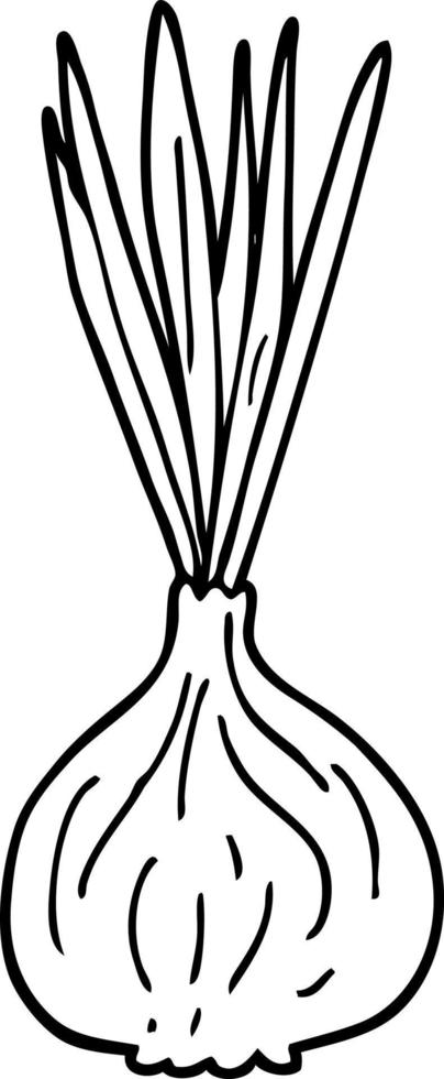 dessin au trait dessin animé germination oignon vecteur