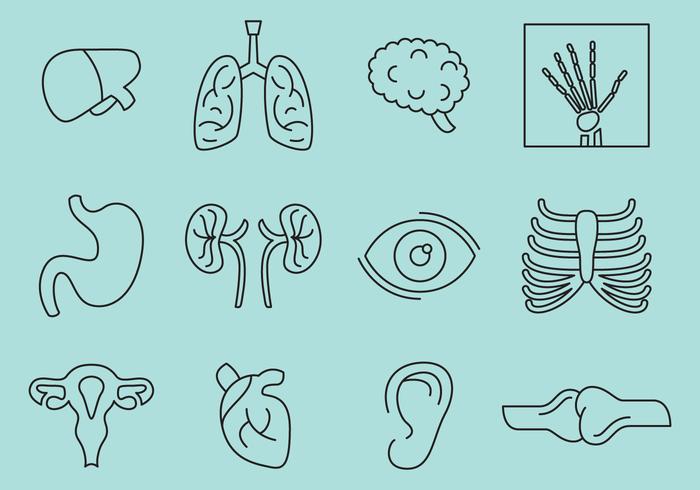 Icônes des os et des organes vecteur