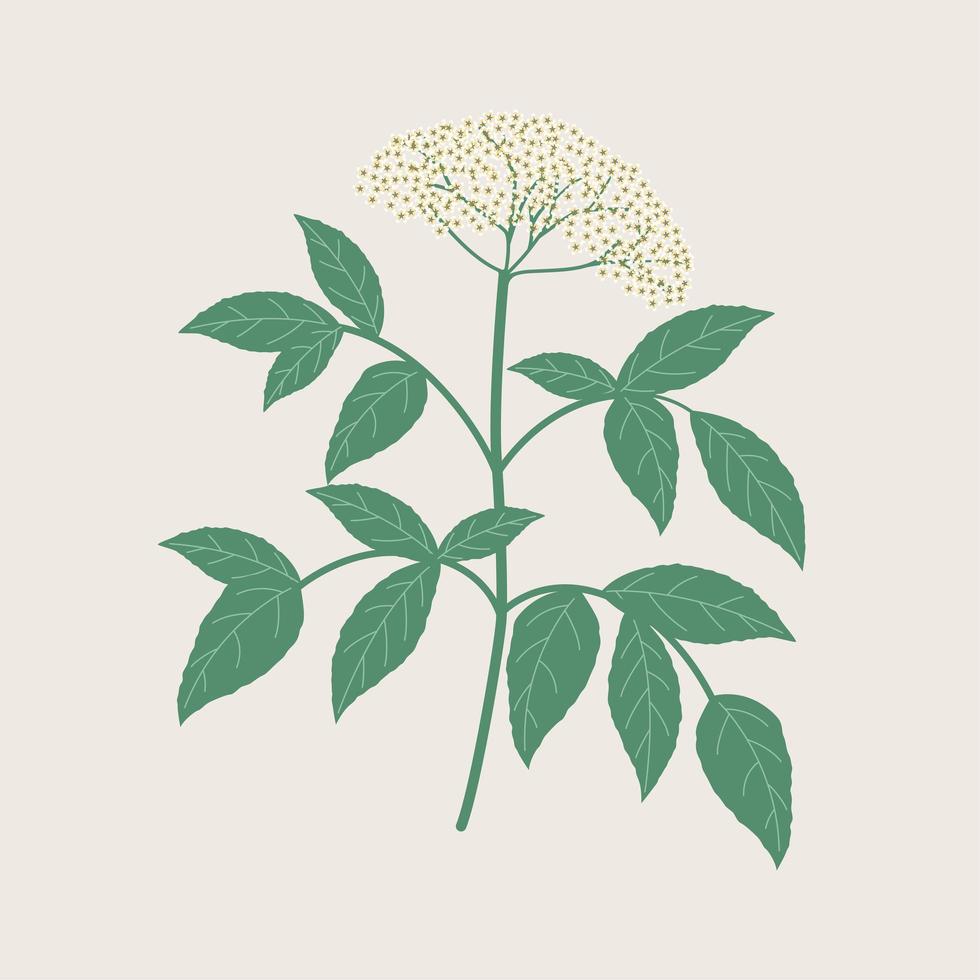 illustration d'arbre de fleur de sureau vecteur