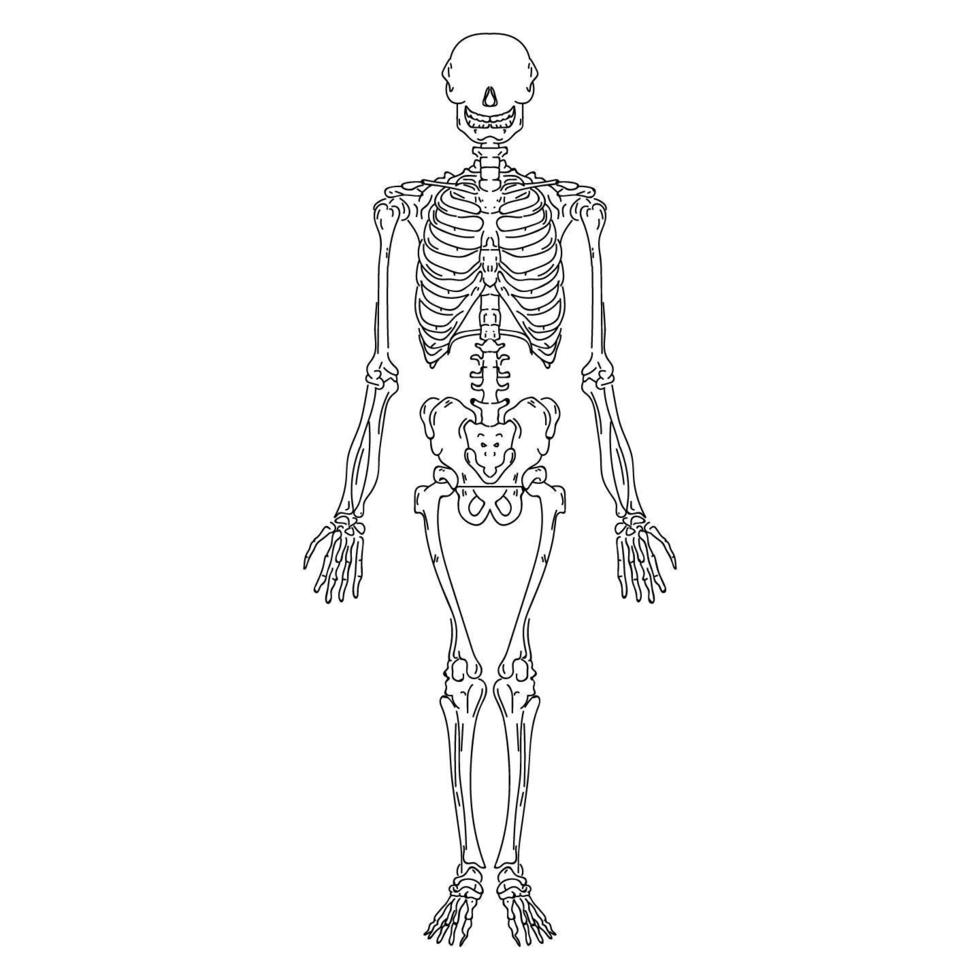 squelette humain dessiné à la main vecteur