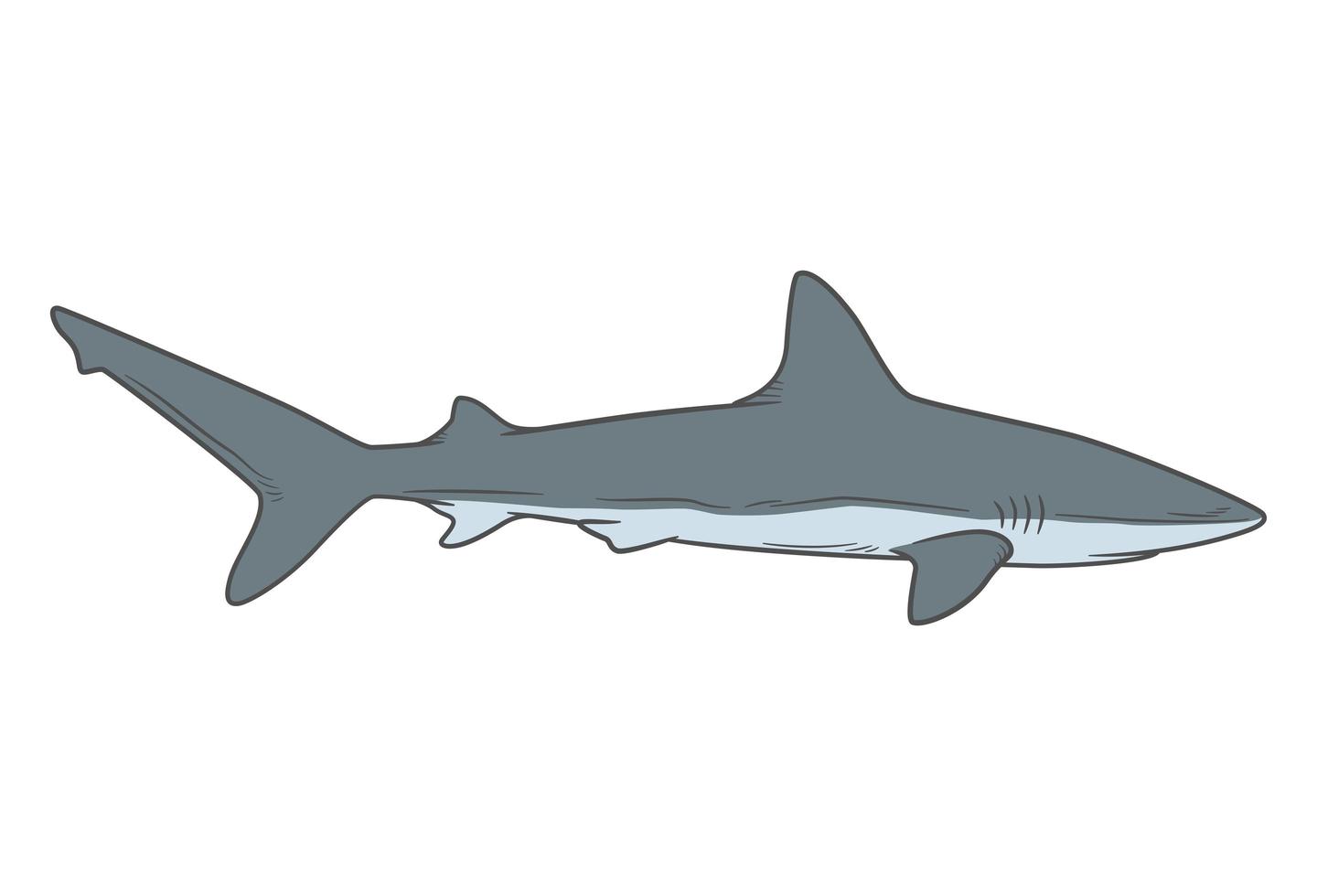 dessin de requin isolé sur blanc vecteur