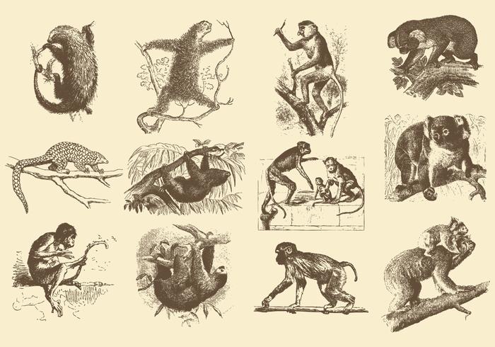 Illustrations Vintage des animaux vecteur