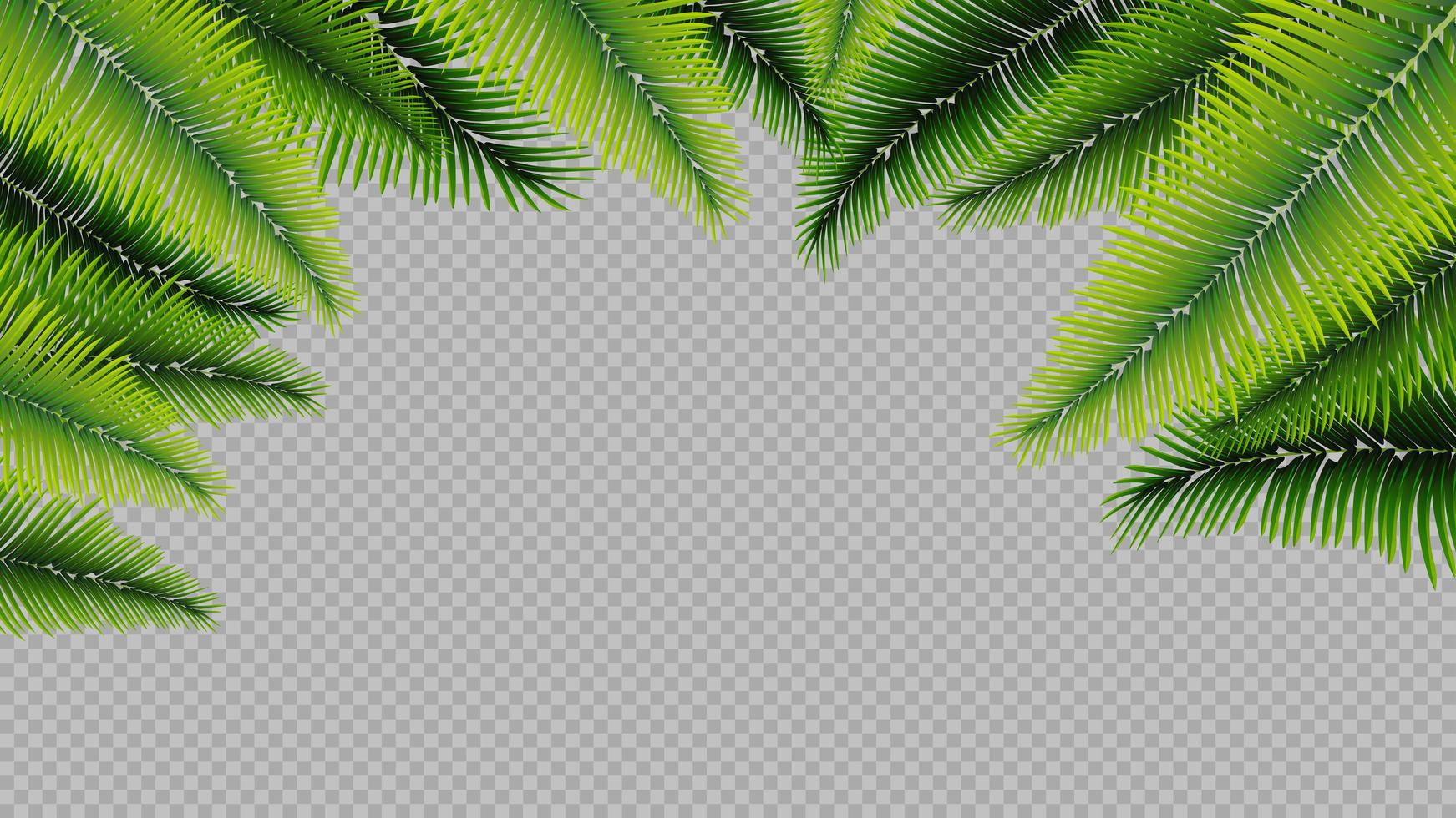 cadre en feuilles de palmier dans un style réaliste vecteur
