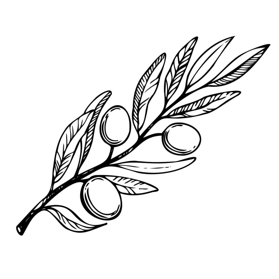 branche d'olivier. dessin vectoriel dessiné à la main. illustration de nourriture