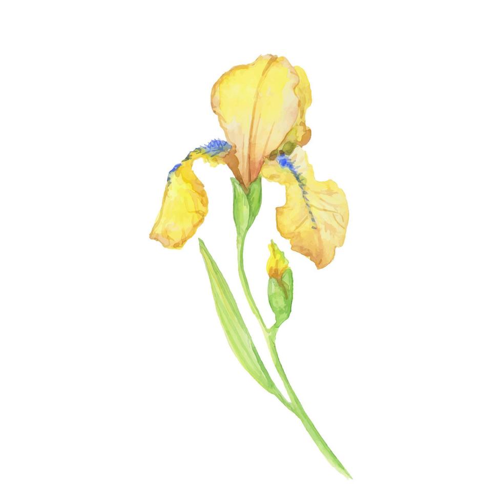 iris jaune, illustration peinte à la main à l'aquarelle un bouquet de fleurs avec des feuilles vecteur