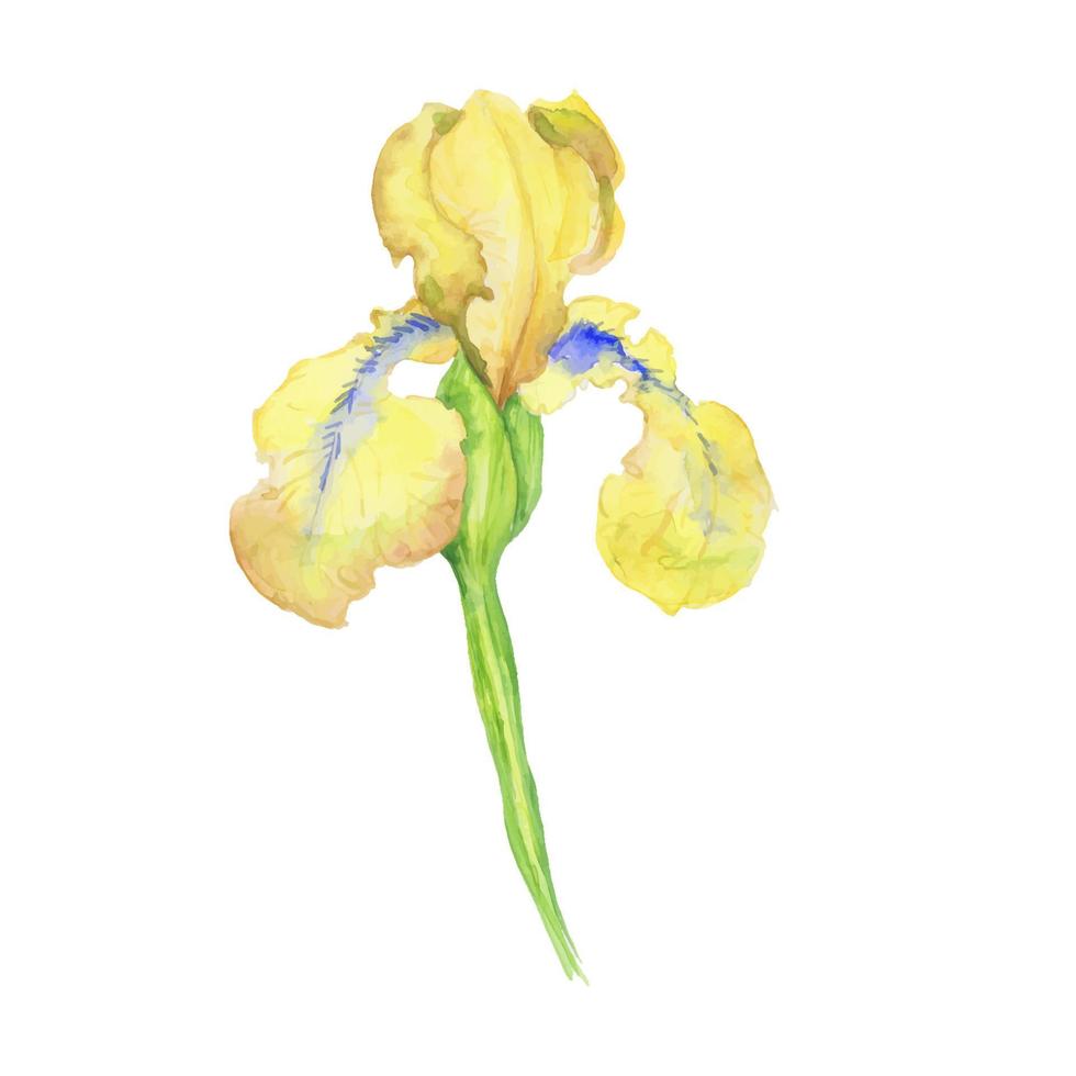 iris jaune, illustration peinte à la main à l'aquarelle un bouquet de fleurs avec des feuilles vecteur