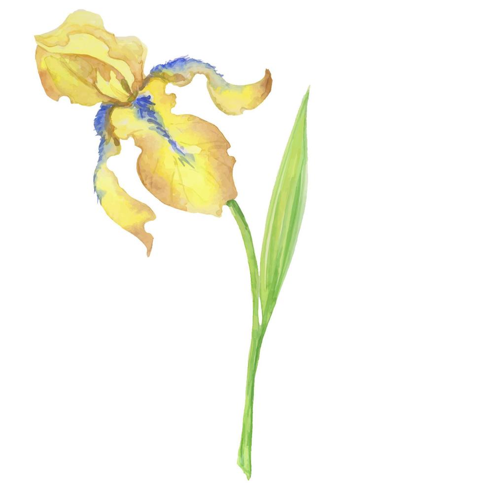 iris jaune, illustration peinte à la main à l'aquarelle un bouquet de fleurs avec des feuilles vecteur