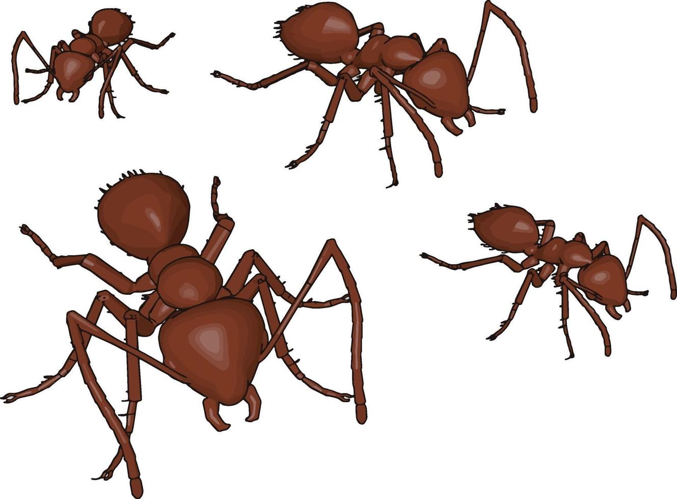 Quatre fourmis brunes 3d, illustration, vecteur sur fond blanc.