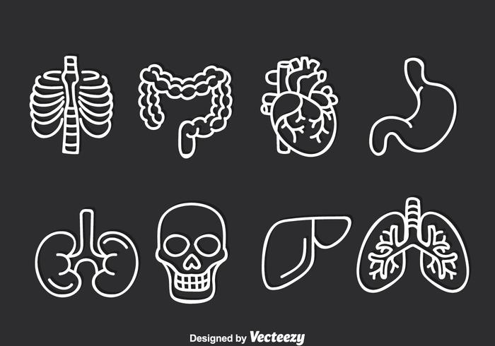 Ensemble de vecteur d'organe humain