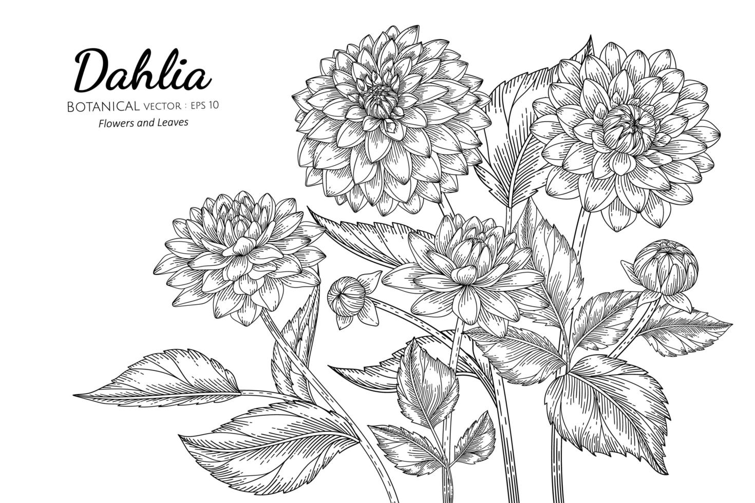 fleur et feuilles de dahlia dessinés à la main vecteur