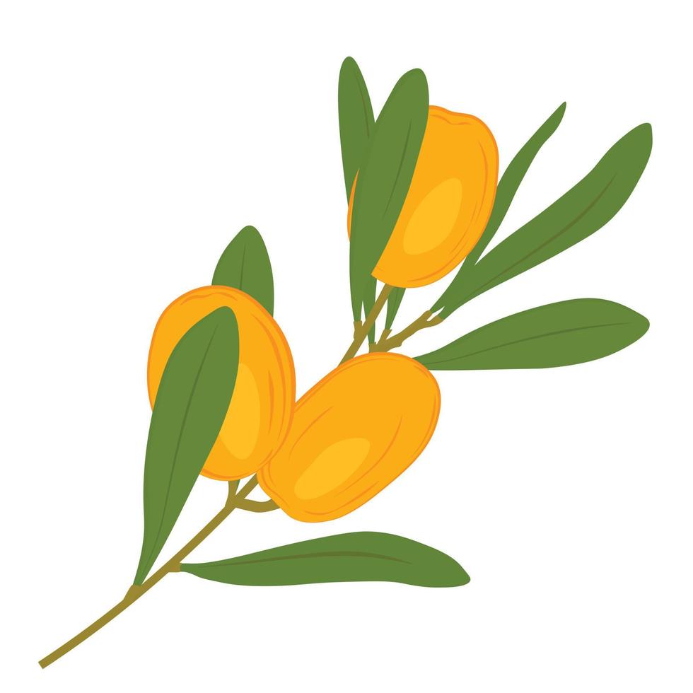 L'argousier est le fruit jaune d'un arbuste. illustration de stock de vecteur. baies mûres oranges. isolé sur fond blanc. vecteur