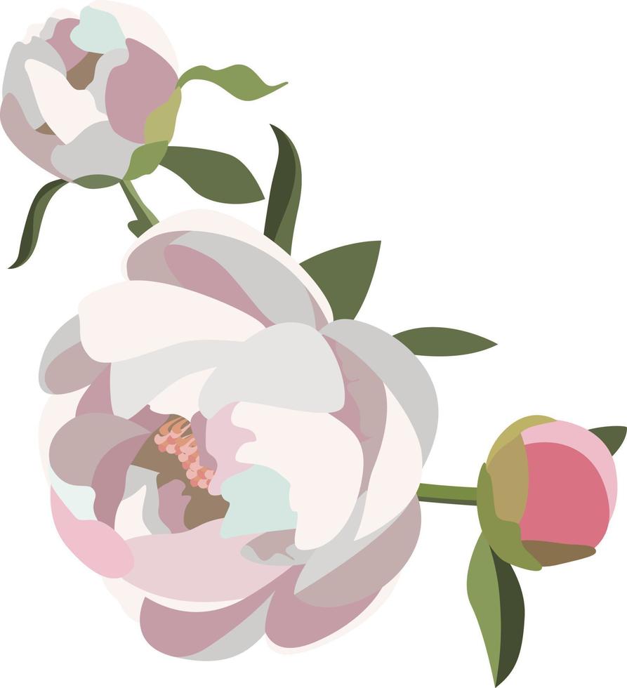 composition florale de pivoine, trois fleurs blanches et roses avec de la verdure. vecteur