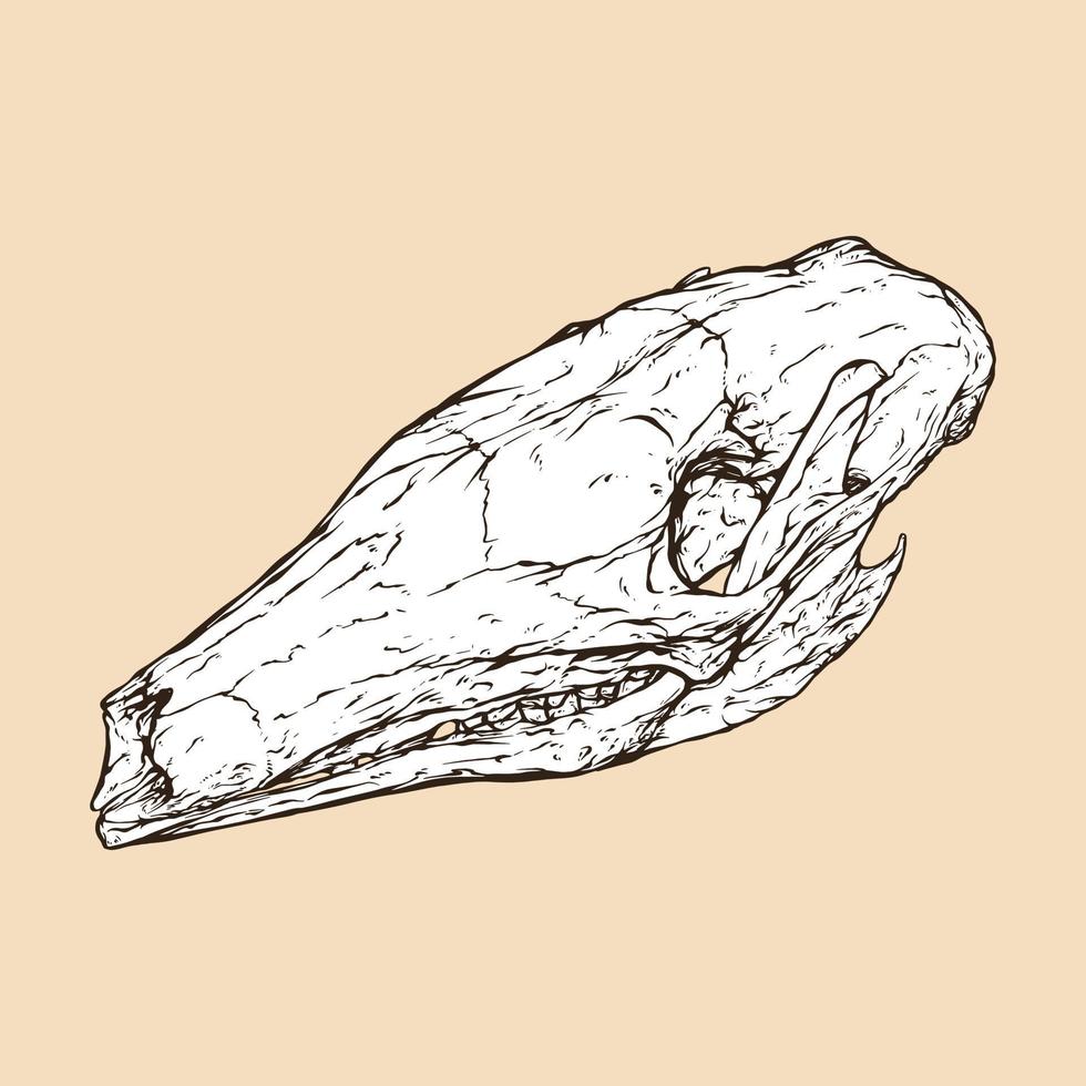 illustration vectorielle tête de crâne aardvark vecteur