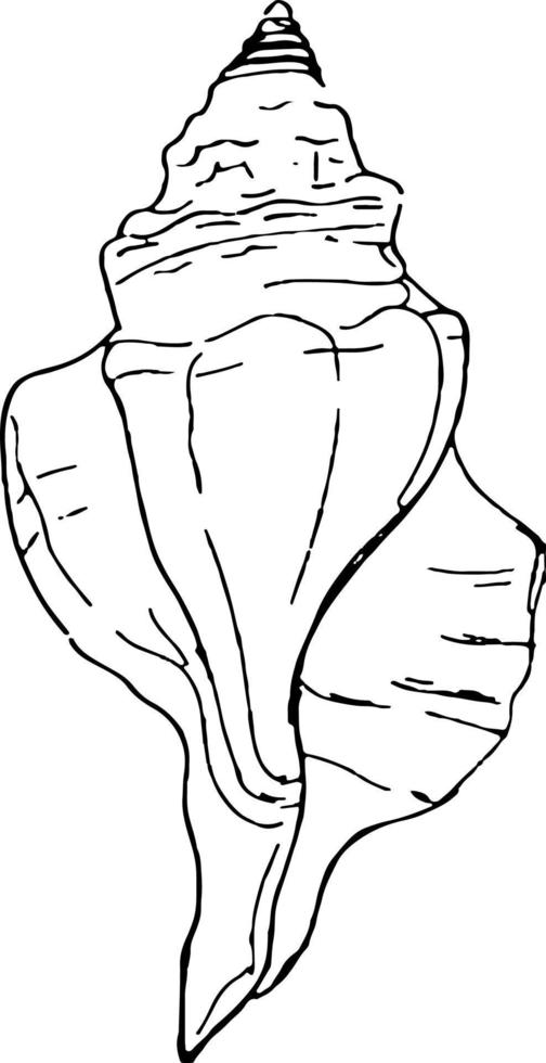 croquis de contour de coquille de mer isolé sur blanc. illustration vectorielle simple linéaire vecteur