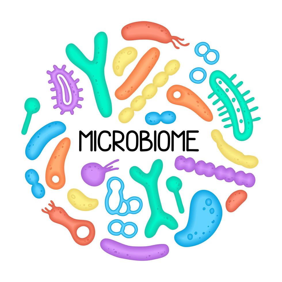 illustration du microbiome des bactéries. image vectorielle. gastroentérologue. bifidobactéries, lactobacilles. bactéries lactiques. illustration dans un style plat. vecteur