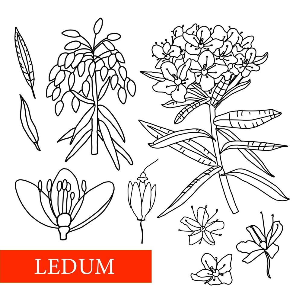 ledum. plantes médicinales. fleurs sauvages illustration vectorielle illustration botanique vecteur